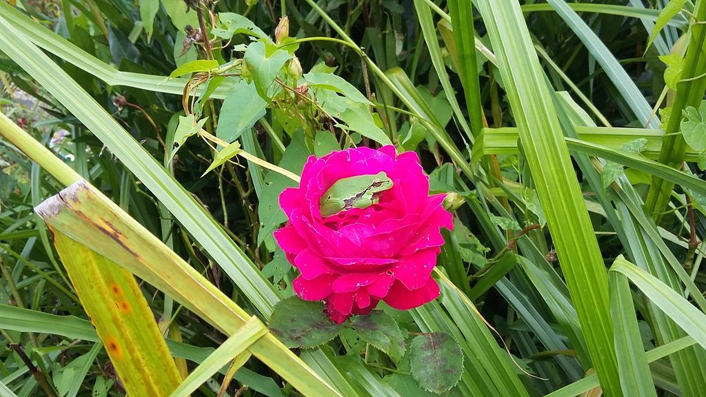 Victoria Arromanches B&B Tracy-sur-Mer Luaran gambar